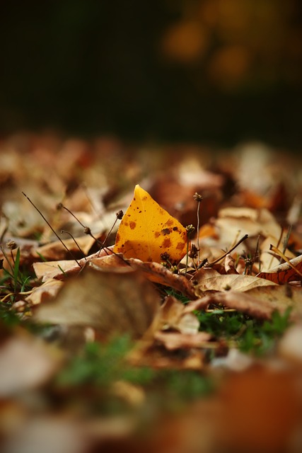 共筑冰雪梦 共绘同心圆（亚冬纵横）——第九届亚洲冬季运动会开幕式侧记.
